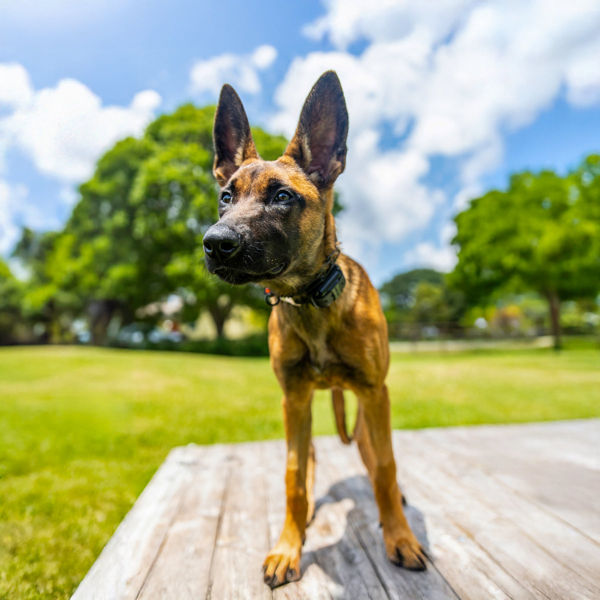 Standed Dog American Standard Dog Training Store